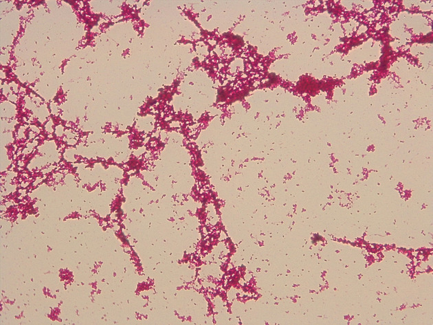 Coccus Slides - Coccus 03 400X